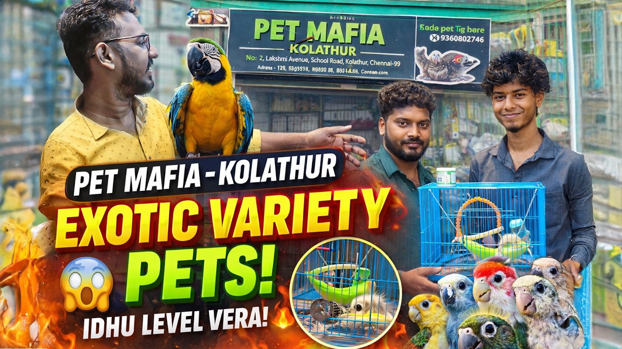 Pet Mafia Kolathur 🦜 Экзотические домашние животные в Ченнаи | Сахарный планер, какаду и многое д...