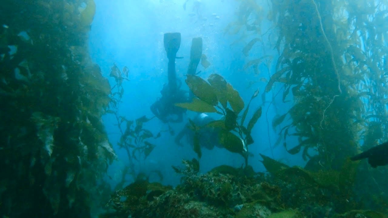 Scuba Diving In Monterey, CA | San Carlos Beach