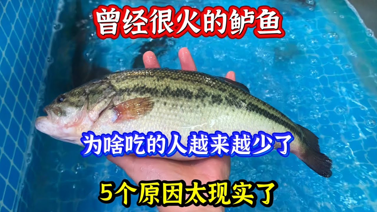 曾经很火的鲈鱼，为啥吃的人越来越少了，5个原因太现实了