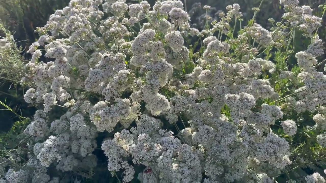 Wildflowers bloom 