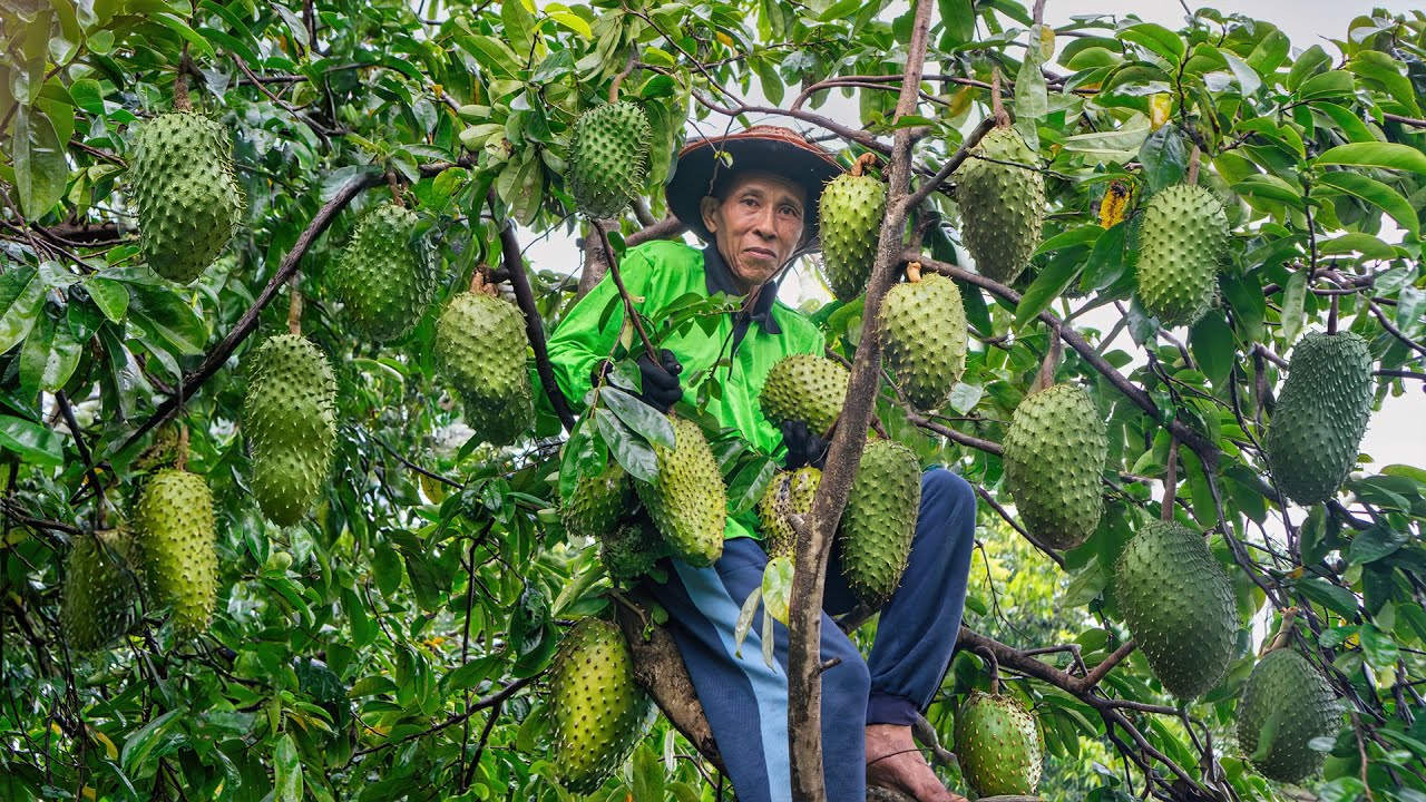 Memetik Buah Sirsak di Kebun | Masak Bening Bayam, Ikan Goreng, dan Es Sirsak |&nbsp;Kampung&nbsp;Halaman