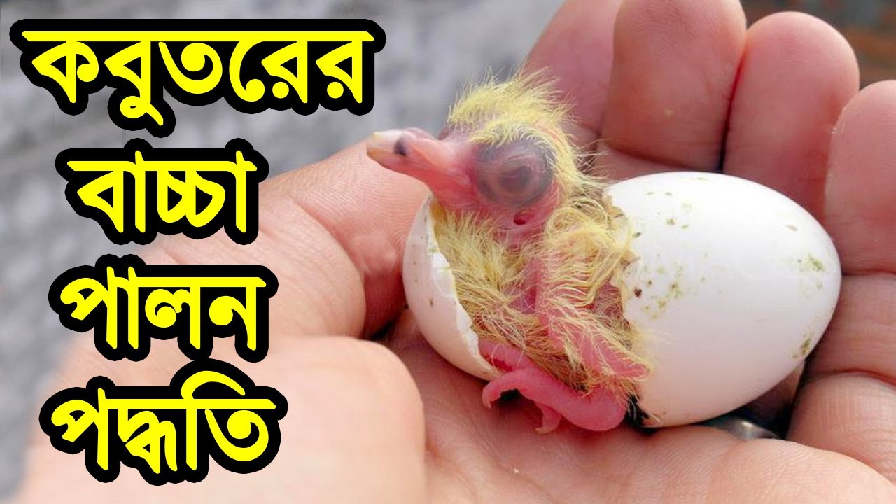 স্বল্প সময়ে কবুতরের বাচ্চা পালন পদ্ধতি সম্পর্কে জেনে নিন | কবুতরের ১০ টি অজানা | Pigeon Baby Squab