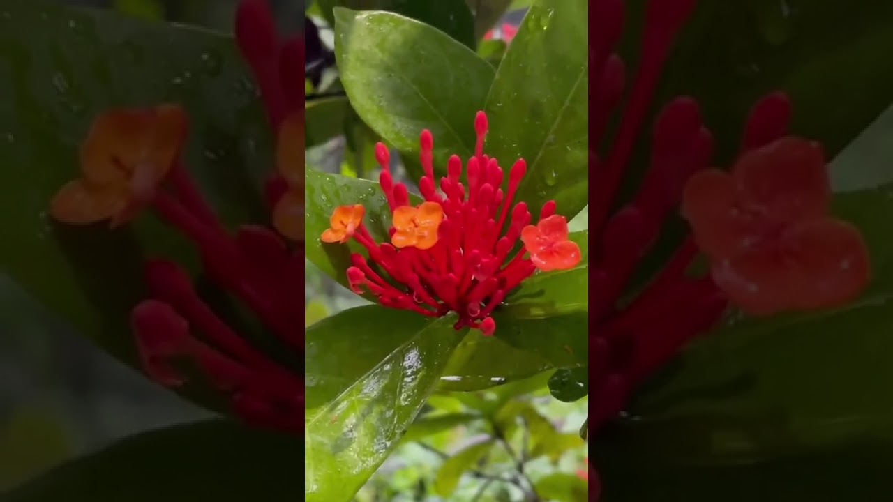 2022 Beautiful flowers 🌺 in raining 🌧 day.😌