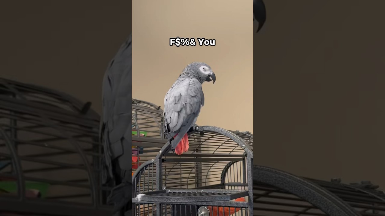 Our African Grey admits he’s a double agent 👀😅 