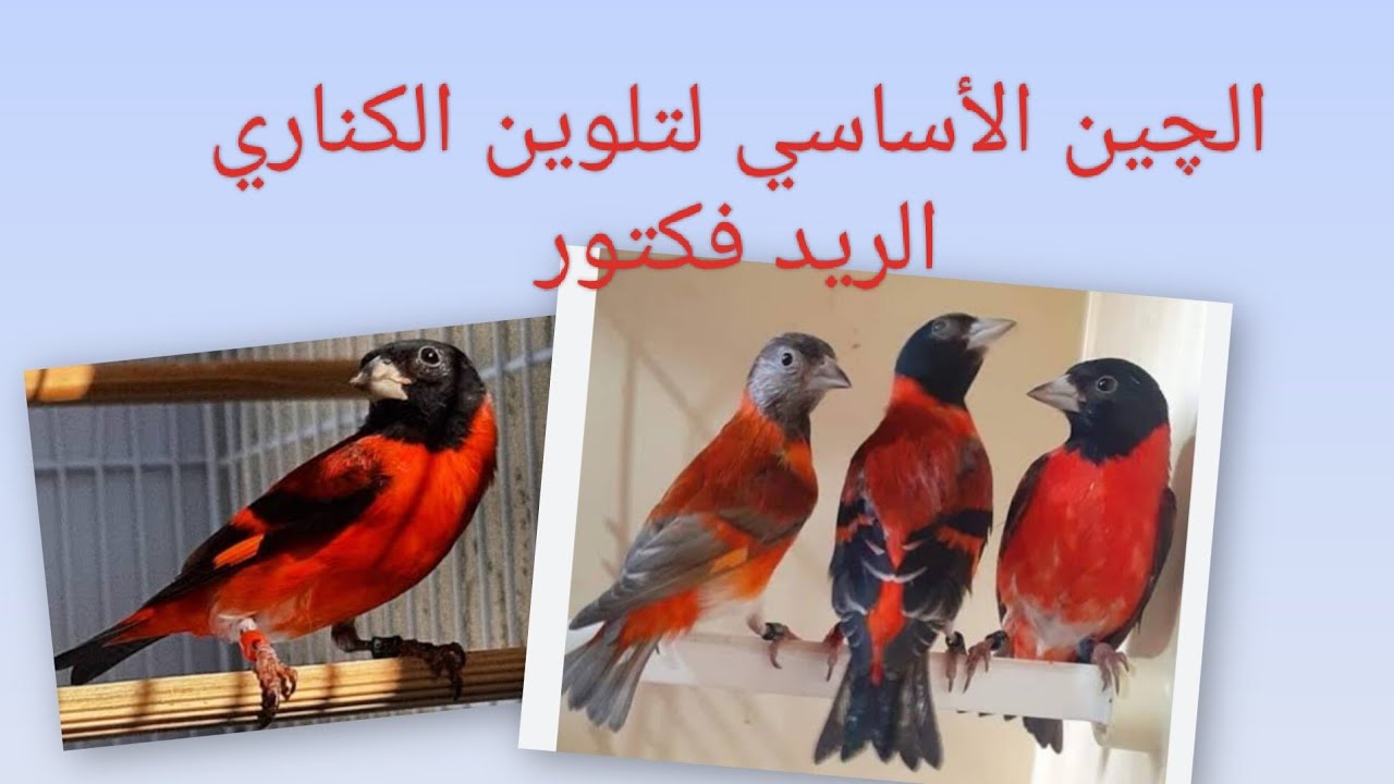 كيف تصنع كلر(color)تلوين كناري الاحمر مع ابو حبيبة 