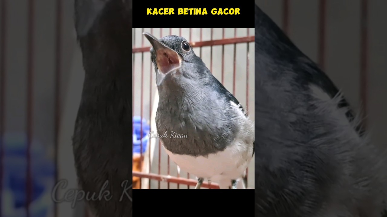KACER BETINA NGEROLL GACOR #kacerbahan #kacergacor #kacermania #kacerbongkarisian #cepukkicau