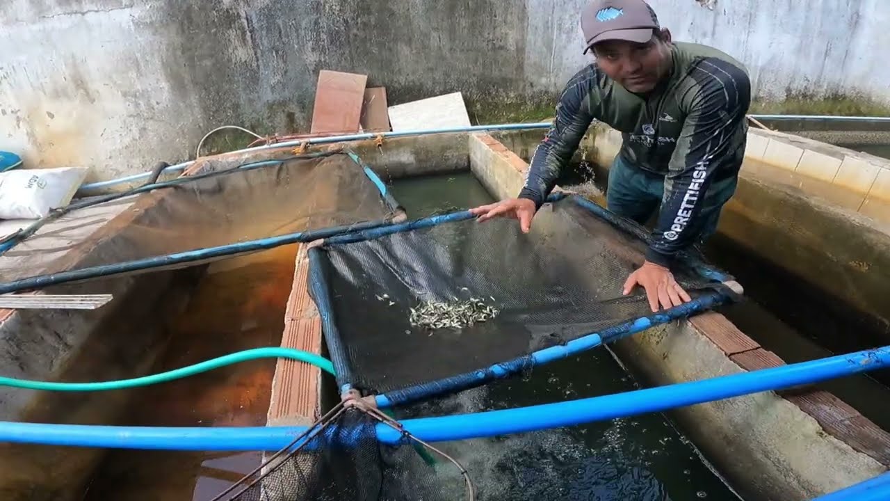 PREÇOS DE PEIXES A PRONTA ENTREGA  13/03/25 - VARIAS ESPÉCIES.