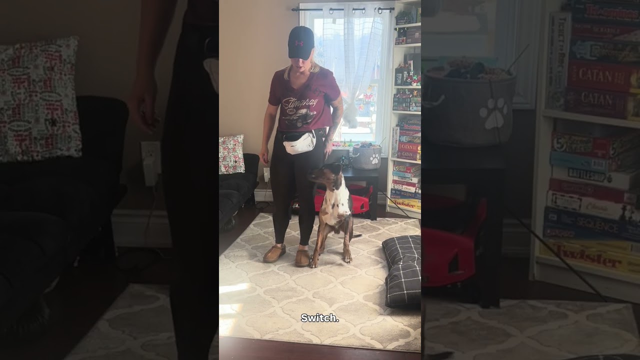 SMALL SPACE ,DOG TRAINING , WITH MY CATAHOULA LEOPARD DOG - HOW TO ROLL OVER - HOW TO LURE 
