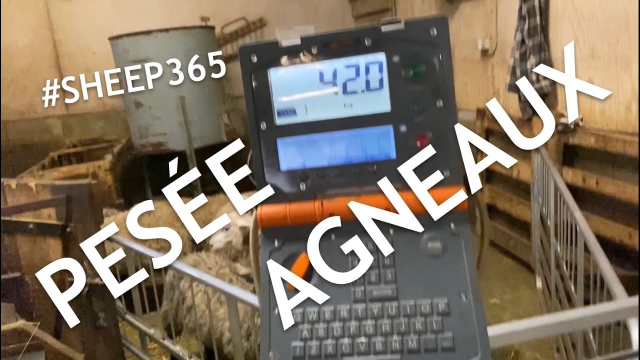 Pesée des agneaux