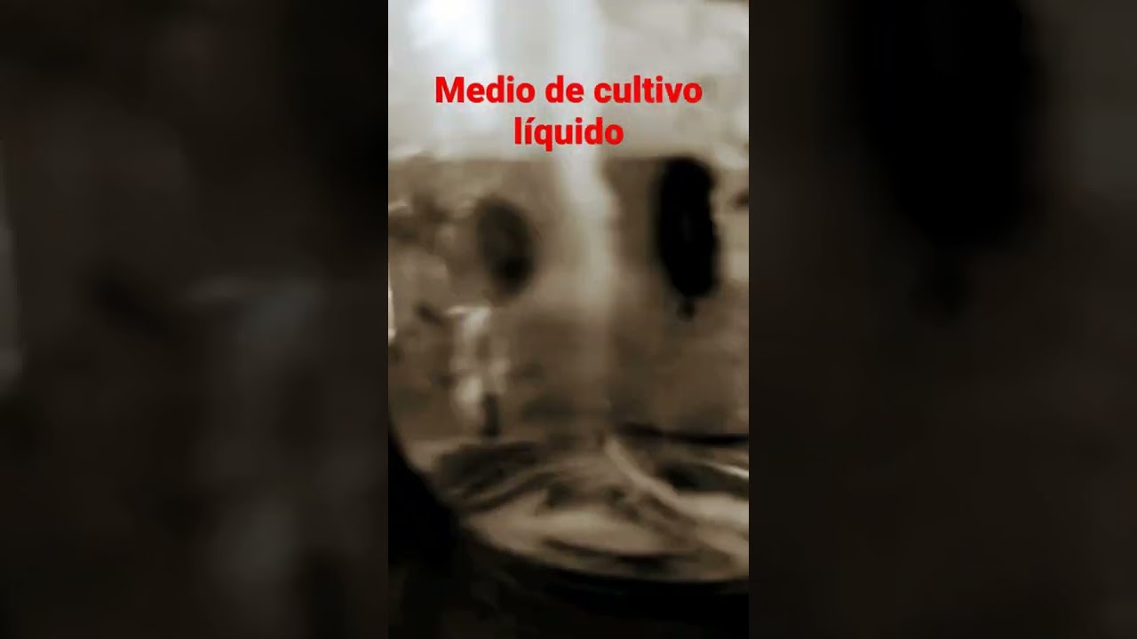 Micelio en medio de cultivo l&iacute;quido basado en suero salino al 0.9% (tiempo de incubaci&oacute;n 14 d&iacute;as)