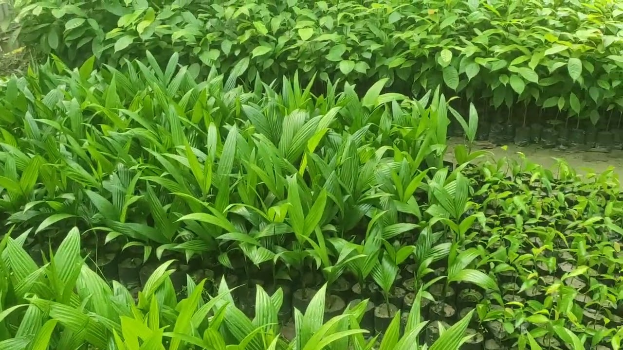 Best Verity #Arecanut plant available interested buyer call -8848333696 I supply all india