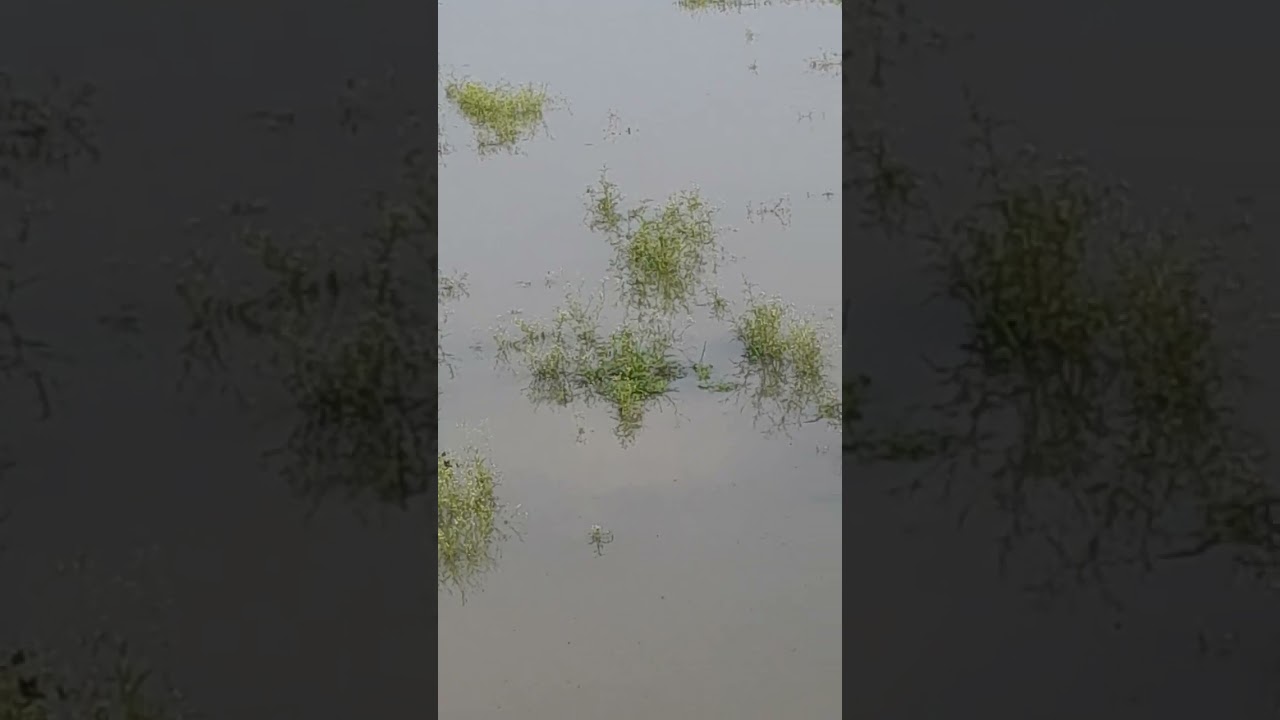 Shahjahanpur Mau Canhtt Uttar Pardesh 242001