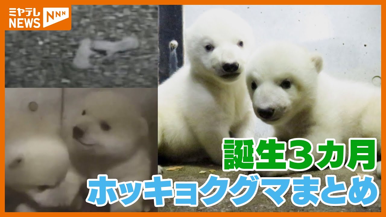 【まとめ】双子ホッキョクグマ誕生から3ヵ月の軌跡【八木山動物公園】