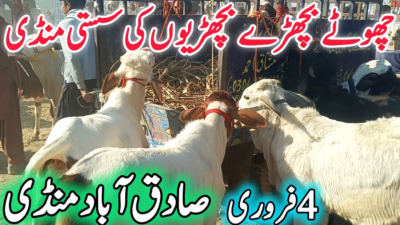 Today Sadiqabad Cow Mandi Fresh update Video |Chote Zero Size Nukra Gulabi Barhman Bachra Bachriya 