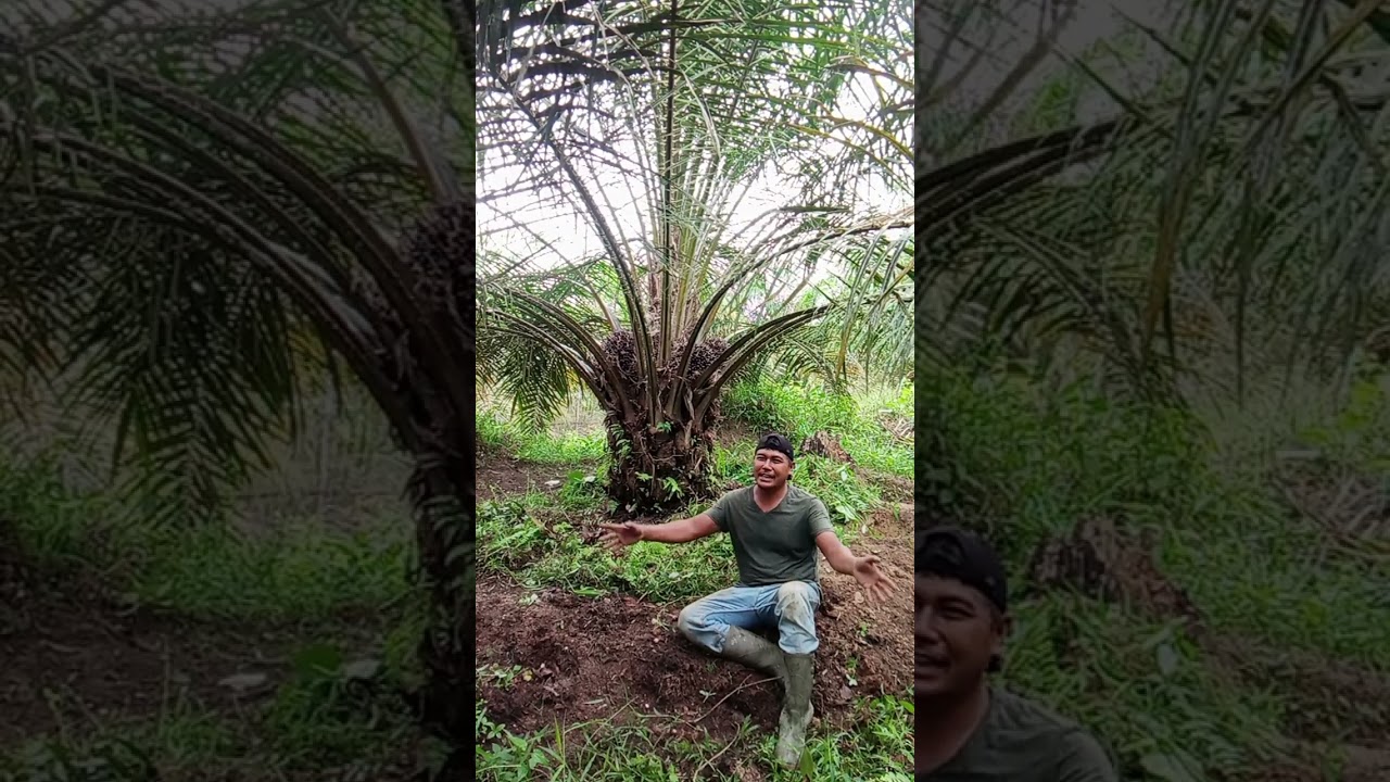 Perawatan kelapa sawit