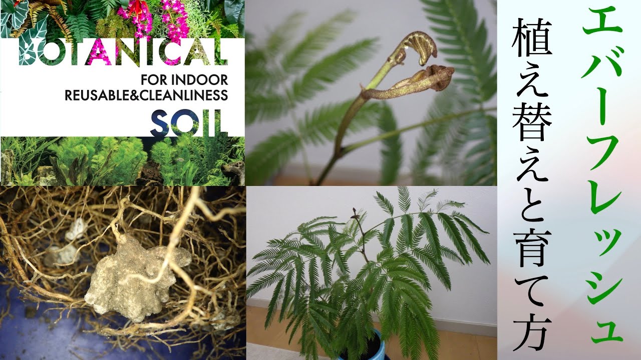 エバーフレッシュを植え替えつつ育て方について