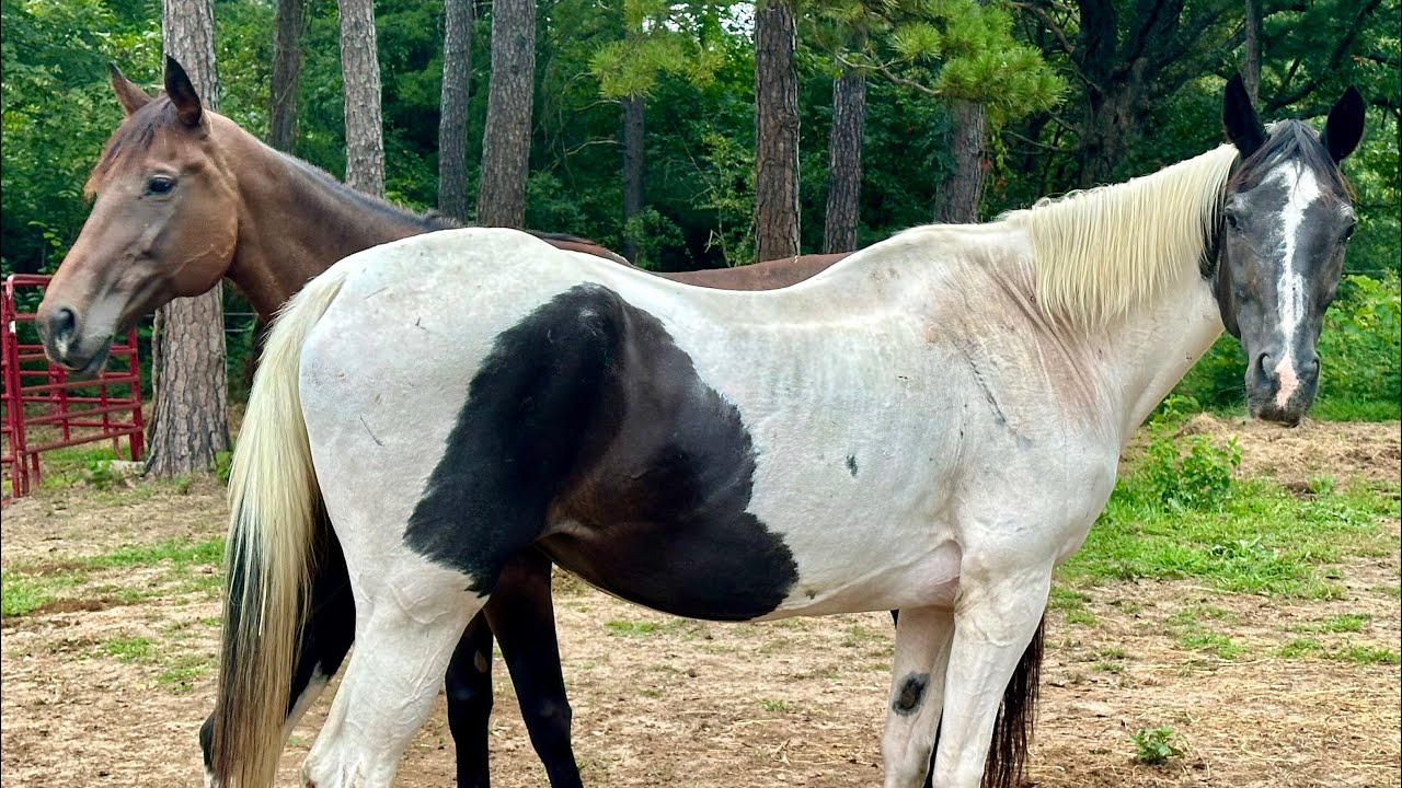 We HAVE to work TOGETHER! MORE RESCUE HORSES have arrived!