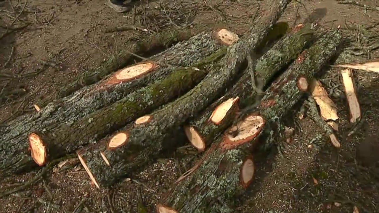 &Agrave; Limoges, huit marronniers centenaires du Jardin d'Orsay abattus
