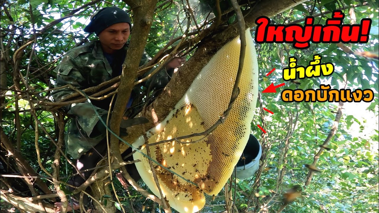 หัวน้ำใหญ่มาก! รังเเรกของปีทั้งสูงทั้งรก หน้าดอกบักเเงว / ผึ้งหลวง นครอุบลฯ