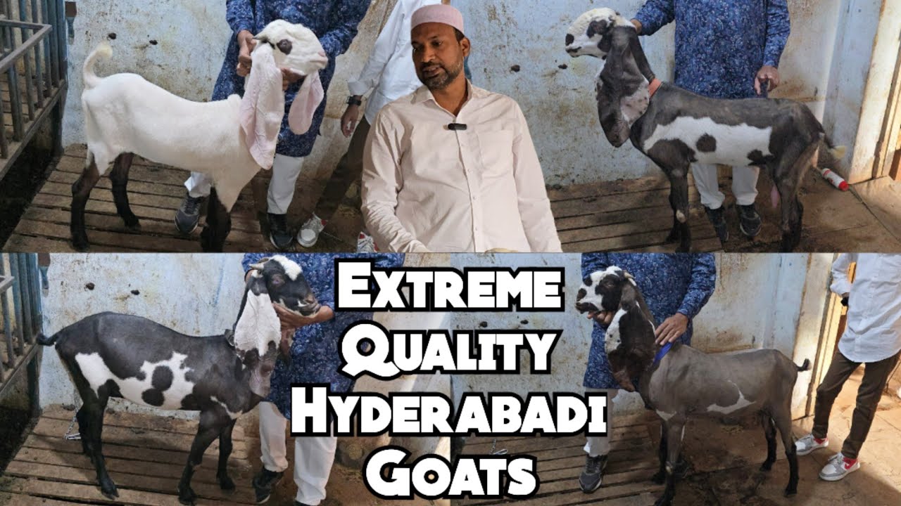 Extreme Quality Me Hyderabadi Goats | JCB Punch Face Bakriya Available at Mogal ka Nala | Hyderabad