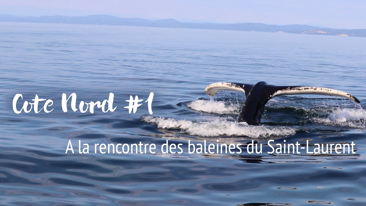 À la rencontre des baleines du St Laurent | Week-end sur la Côte Nord 🐋 #1