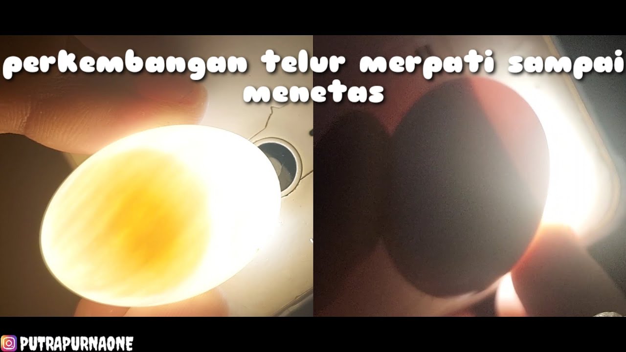 PERKEMBANGAN TELUR MERPATI SAMPAI MENETAS - Channel Merpati Tinggian