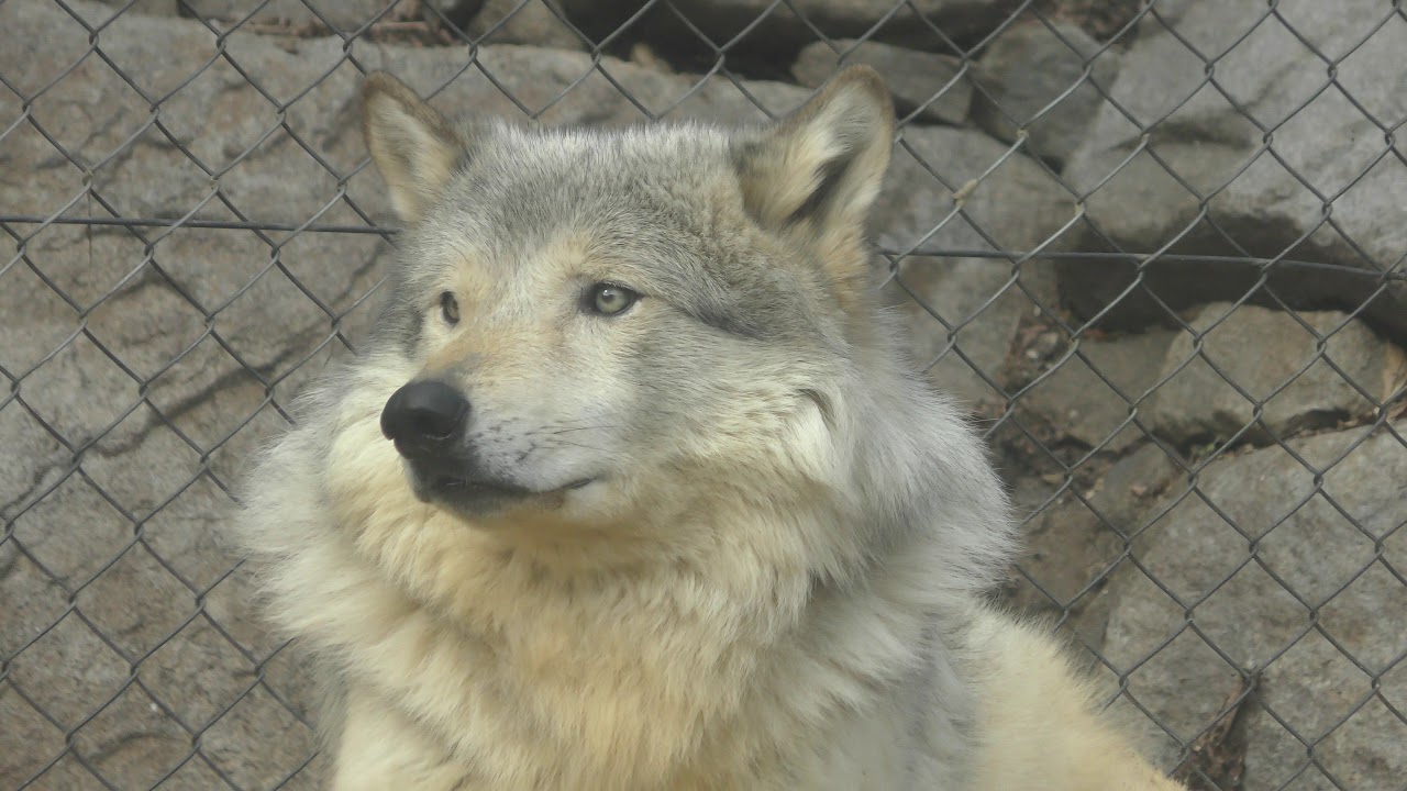 シンリンオオカミ の『ユウキ』 (とくしま動物園) 2019年3月2日