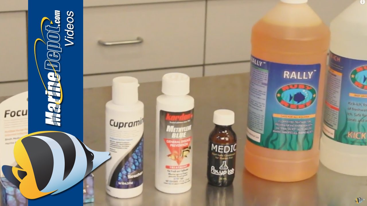 Aquarium Medications: How to Treat Sick Fish