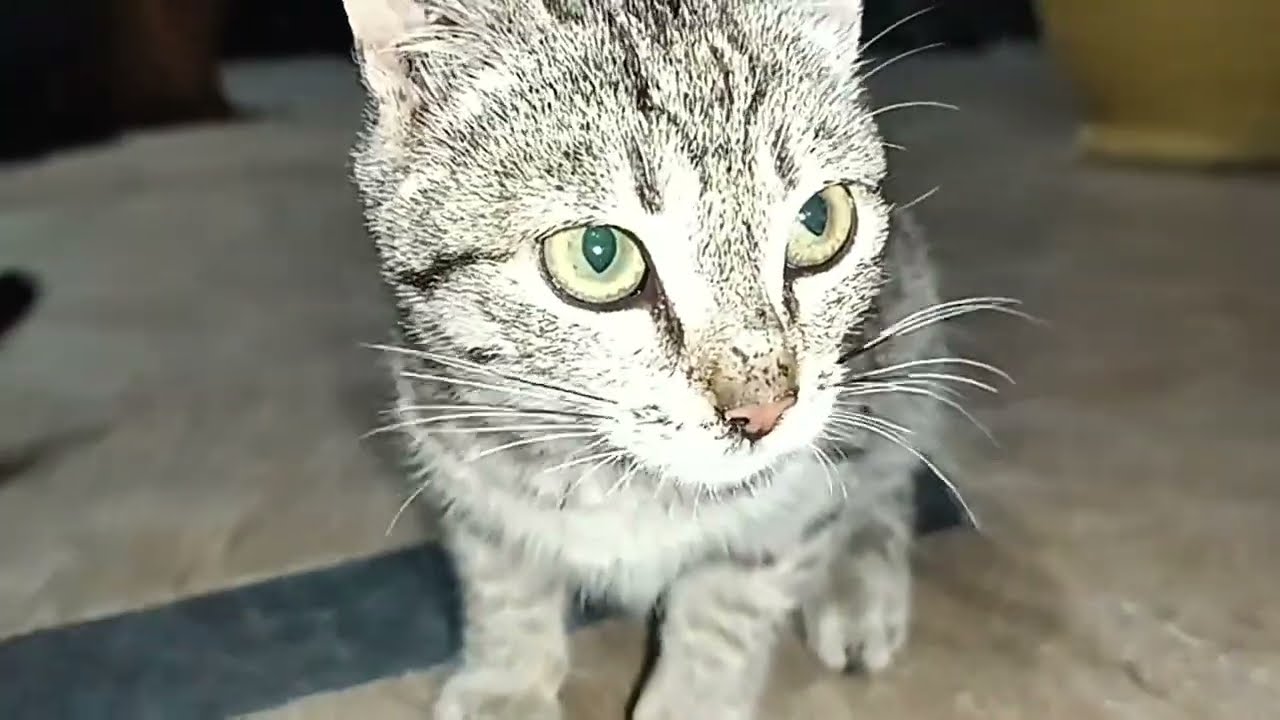 Suggest a good title for this video 📸 😹