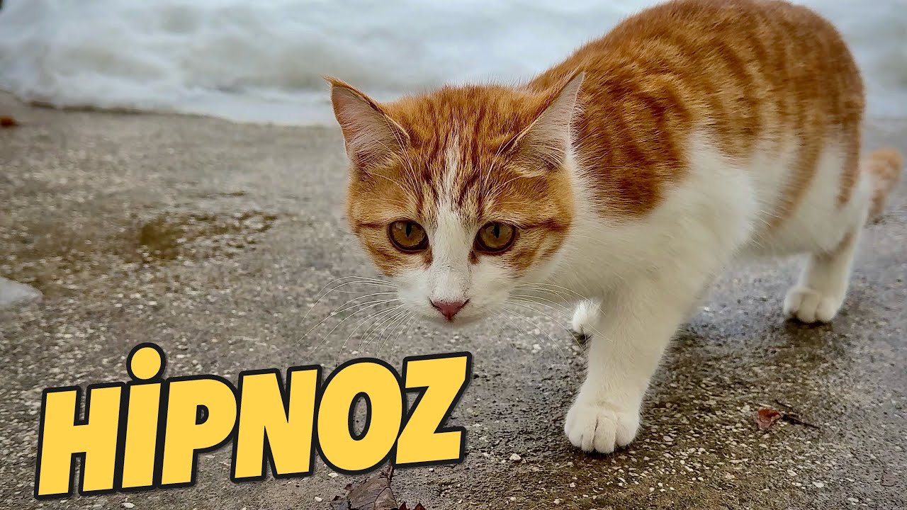 Nihilist Pençelerle Hafta Sonuna Giriş | Entering the Weekend with Nihilist Paws 🐾