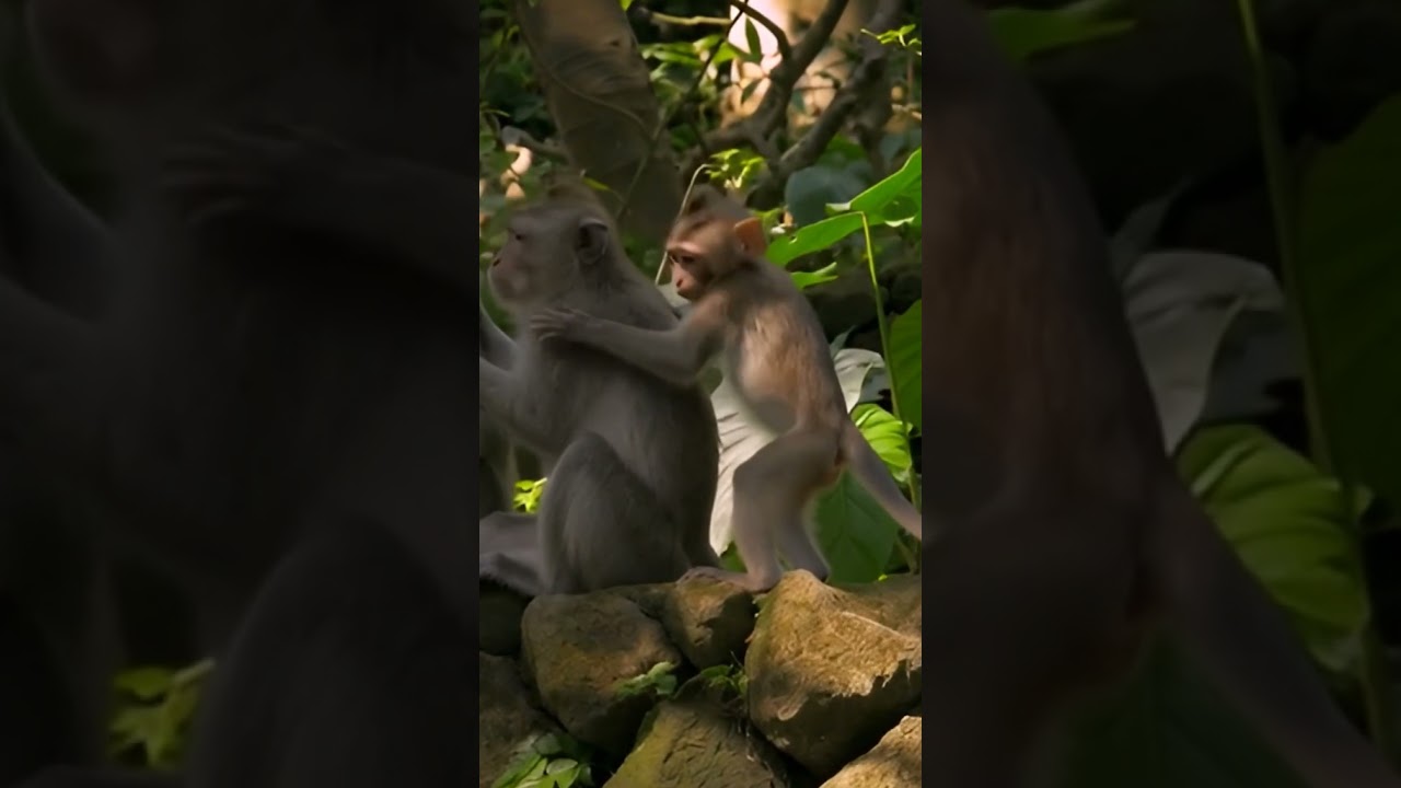 মায়ের সাথে সন্তানের খুনসুটি | Monkey Baby | Animal | Arman Vlog 24