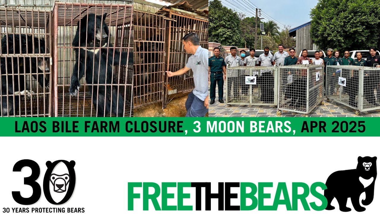 Liberation Day for 3 Moon Bears, First Ever Bile Farm Closure in Laos