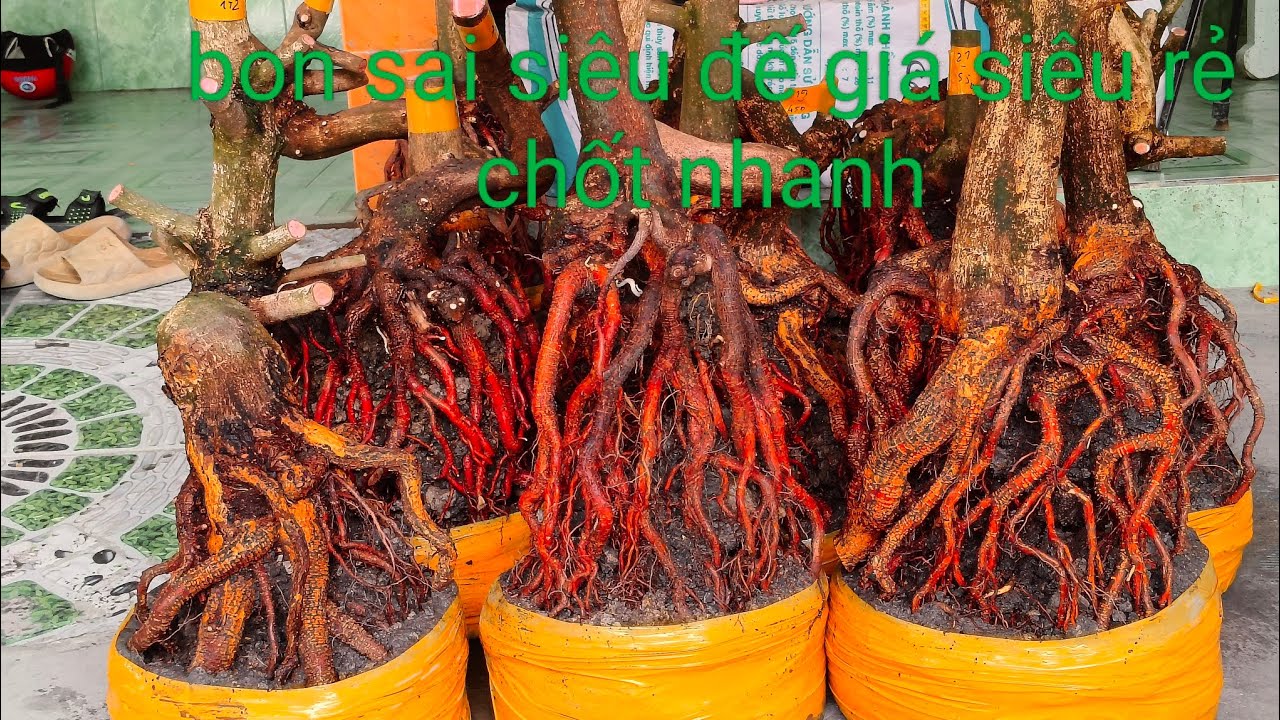 Ngày 25/2 bon sai siêu đế giá siêu rẻ chốt nhanh 0332793171 hoàng tuấn