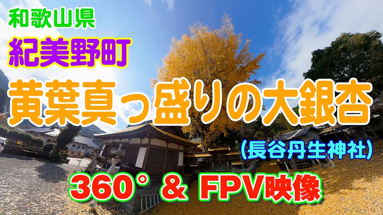 黄葉真っ盛り：長谷丹生神社の大銀杏　2025年11月26日撮影