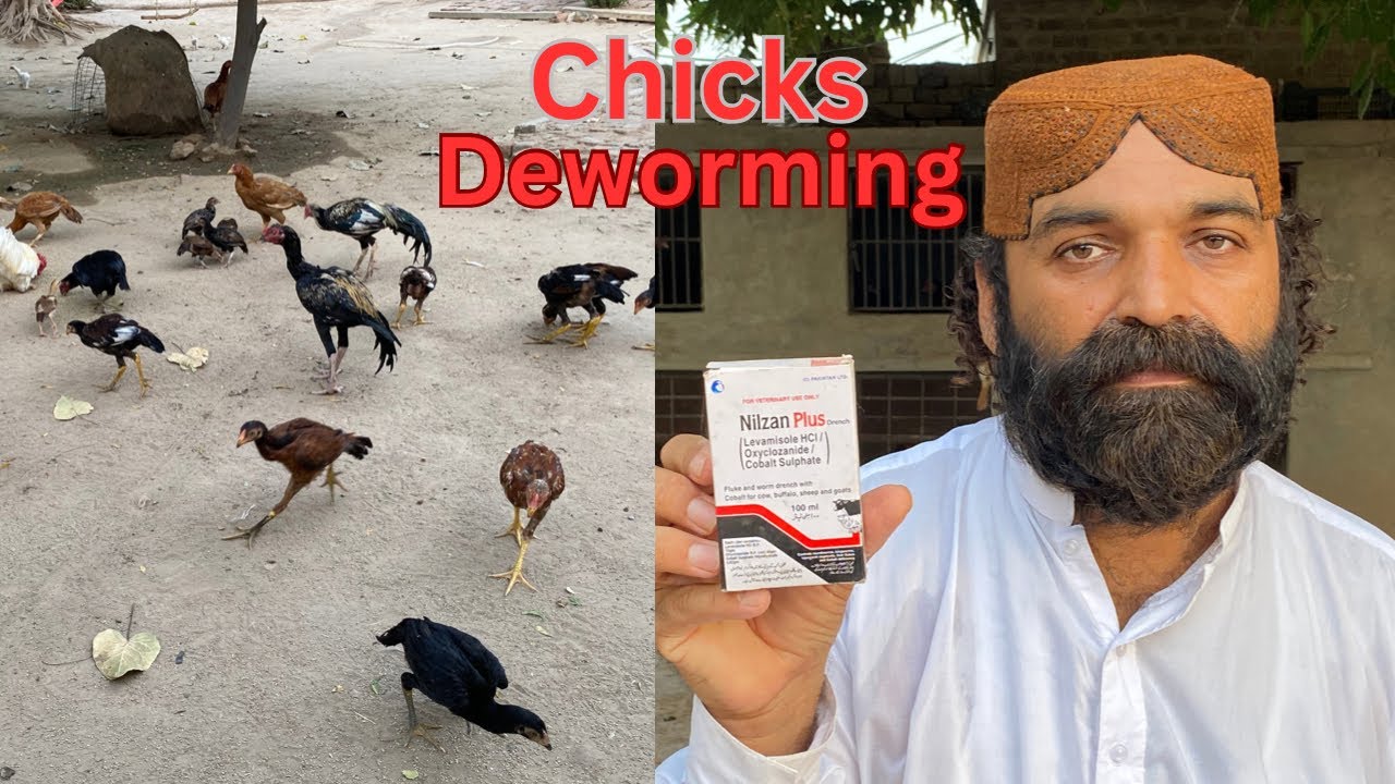 How to do Deworming in Chicks