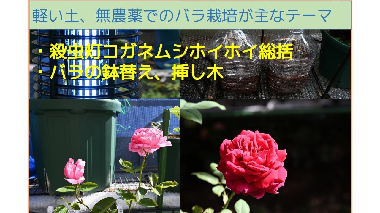 【104 ガーデニング】殺虫灯コガネムシホイホイ総括。バラ、フラムなど挿し木、１０号から７号ロングへ鉢替え。ラベンダーを挿し穂。