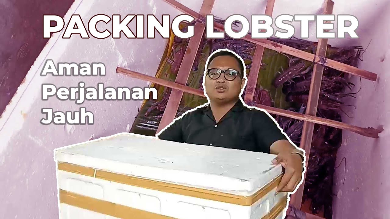 Cara Yang Aman Packing Lobster Air Tawar Untuk Perjalanan Jauh