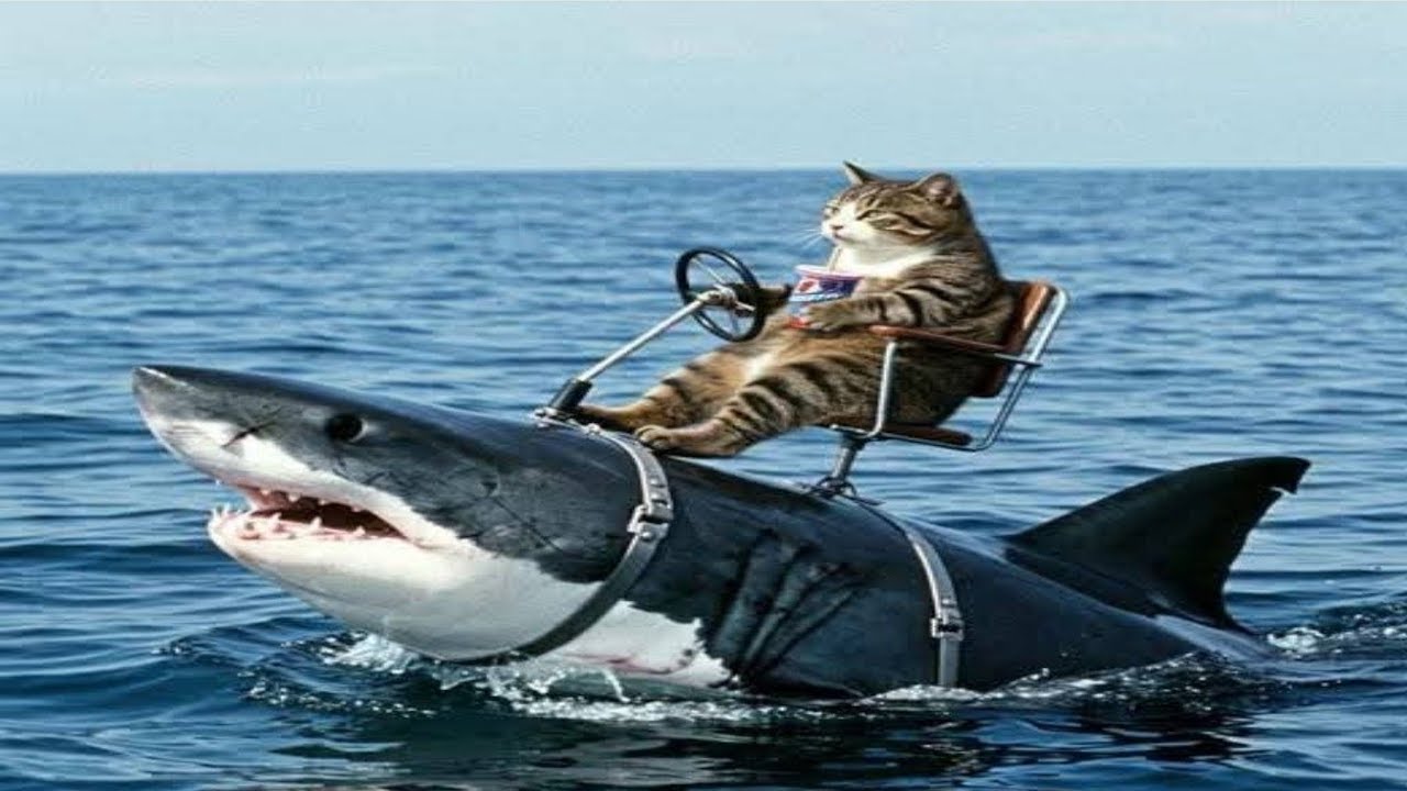 Best players of Selffeed  - Shark