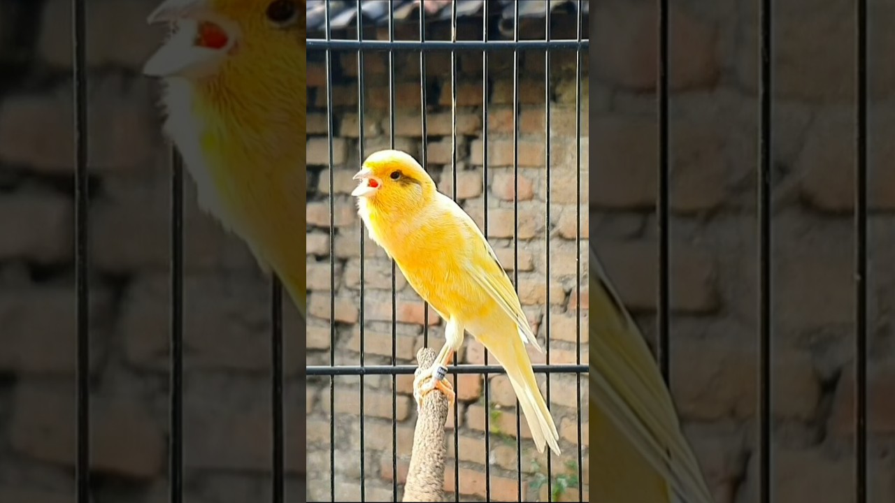 bird sounds | canary singing #canary #birds #birdsinging #kanarienvogel #vogel #kanarie #canario