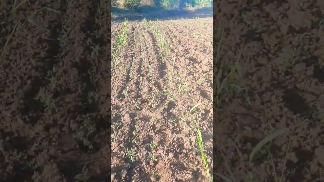 mix cropping ganna and chana