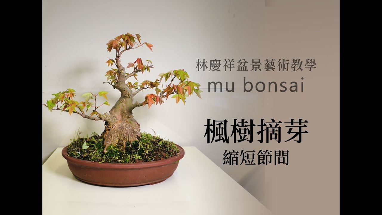 春秋∣唐楓 楓樹山槭摘芽縮短節間 營造飽滿葉叢∣請點選字幕 ◤林慶祥盆景藝術教學◢ Bonsai in Taiwan / Acer buergerianum