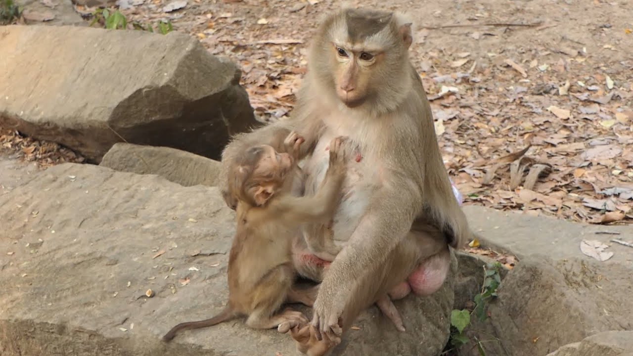 Abandoned Baby Mili Desperate for Feeding from Ashley's Milk