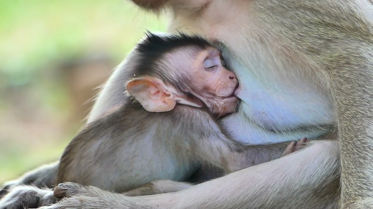 Not wait baby try fast to drink milk mommy.