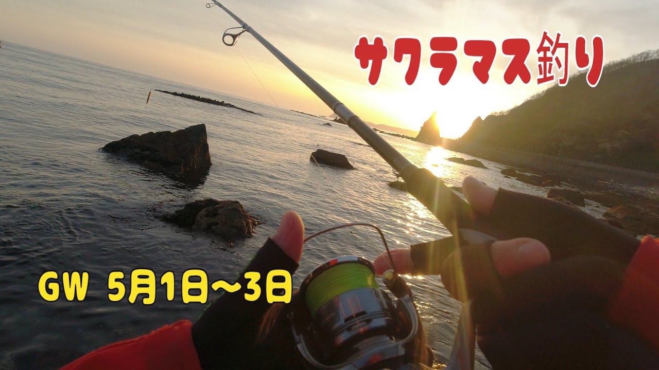 サクラマス釣り GW遠征5月1日～3日　日本海のサクラマス釣りも終盤戦です。今年はあまり良い釣果に恵まれ無かったがまだ、釣れるチャンスはあるよ