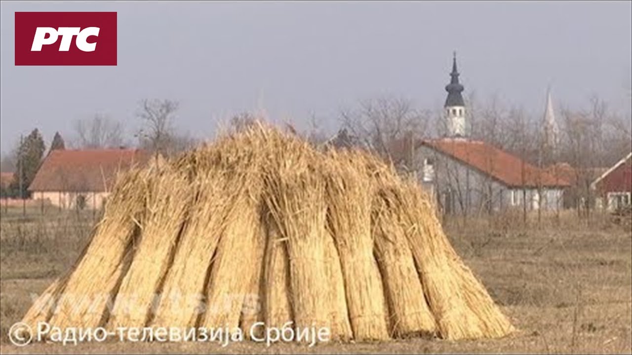 Seča trske – dobro vreme, ali nema zainteresovanih
