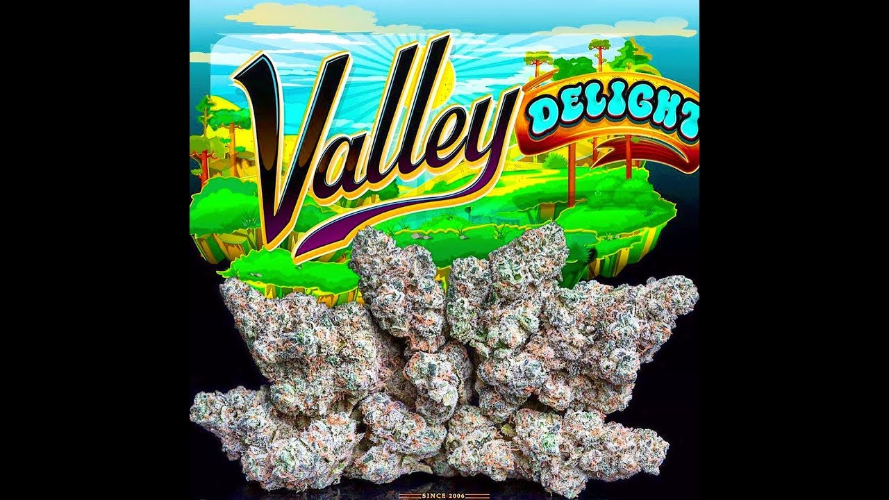 Jungle Boys VALLEY DELIGHT🏞 strain review(22%THC)