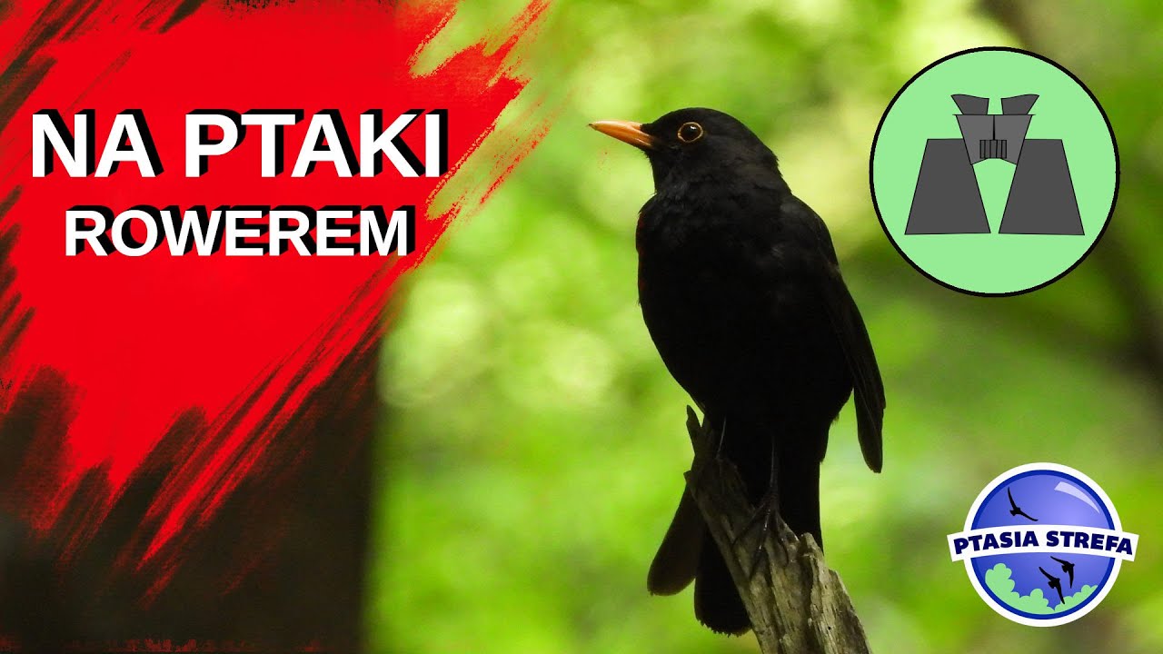 Rowerem na ptaki...