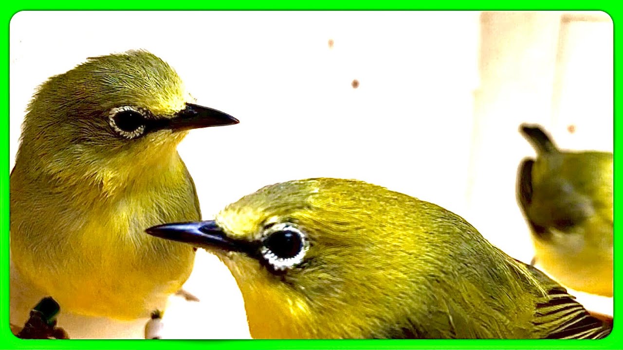 Northern yellow white-eye / Zosterops - new birds released in community aviary