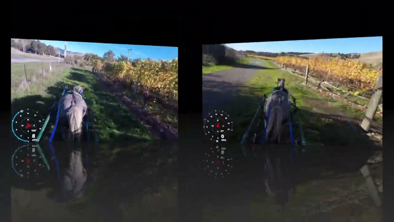 Danny the Miniature Horse - 10 May 2025