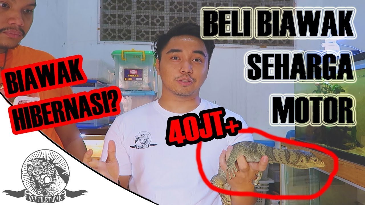 GILABIAWAK PUNYA BIAWAK SEHARGA 40 JT ? BIAWAKNYA BISA HIBERNASI ?